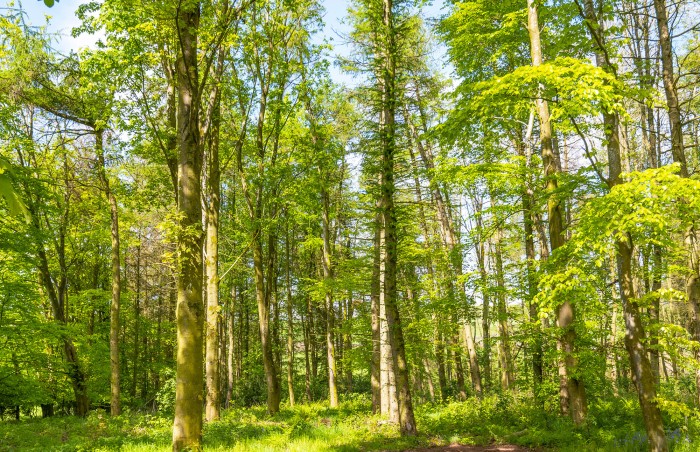 Escape to a serene cabin offering sweeping woodland and fellside views