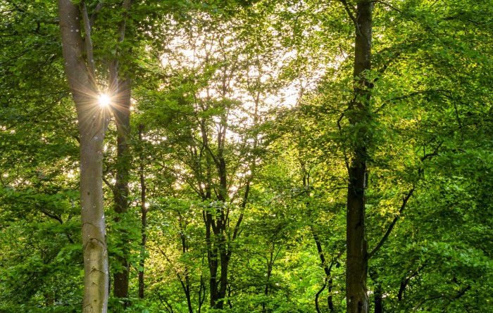 Escape to a serene cabin offering sweeping woodland and fellside views