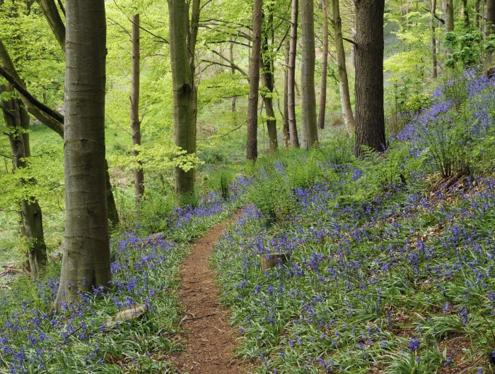 Escape to a serene cabin offering sweeping woodland and fellside views